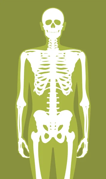 Vektor Anatomisk Människokropp Silhuett Med Skelett — Stock vektor
