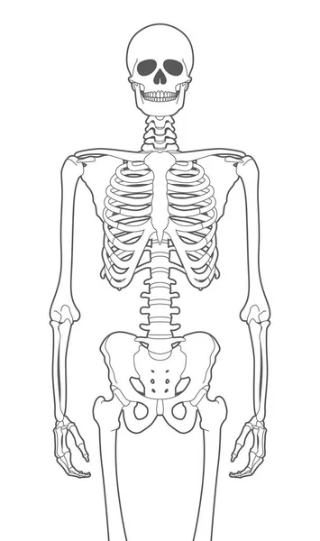 Vector Black Line Human Skeleton Isolated White Background — Stock Vector