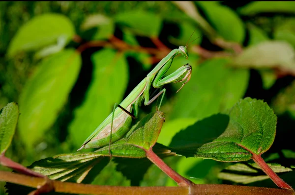 Mantide religiosa — Foto Stock