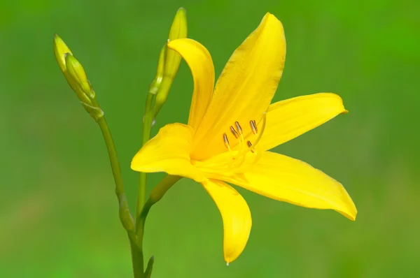 Flor de lírio amarelo em broto . — Fotografia de Stock