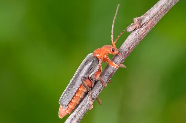Escarabajo rojo-negro — Foto de Stock