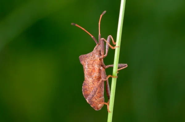 Escarabajo marrón sobre un tallo verde . — Foto de Stock