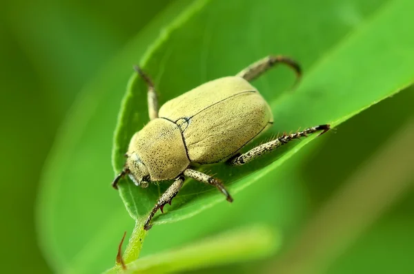 Yellow beetle on a green leaf. — Stock Photo, Image