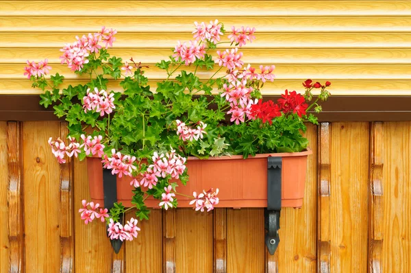 Flowers in a flowerpot. — Stock Photo, Image