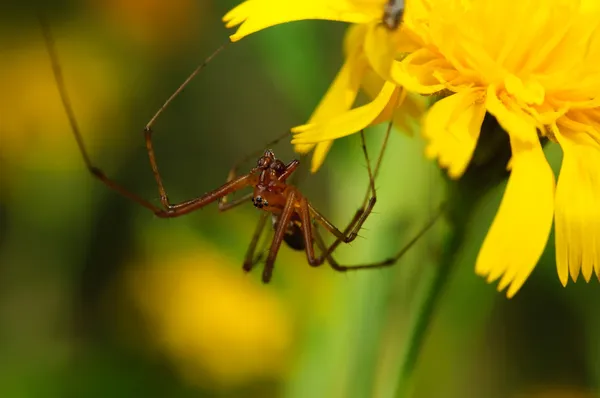 Ragno marrone su un fiore giallo . — Foto Stock