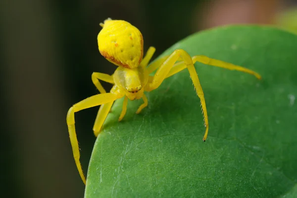 Ragno giallo su una foglia verde . — Foto Stock