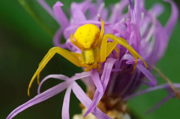 Aranha amarela em uma flor roxa . — Fotografia de Stock