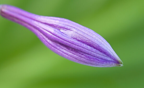 Bud of violet flowers.