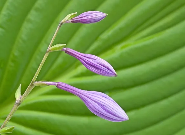 Buds of violet flowers. — Stock Photo, Image