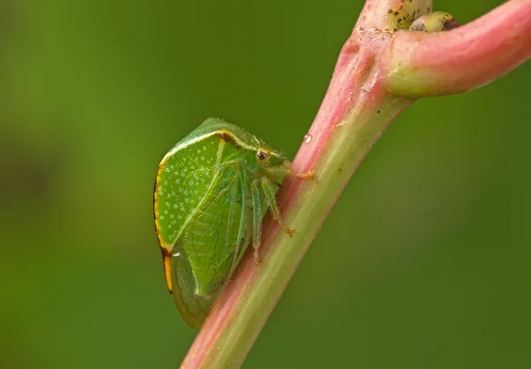 Escarabajo verde . — Foto de Stock