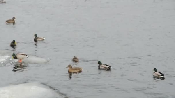 Wild mallard ducks in the winter. — Stock Video