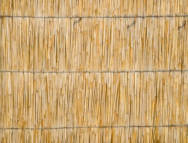 Dry cane background. — Stock Photo, Image