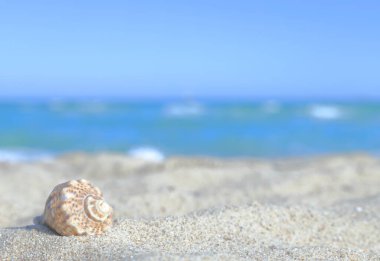 Denizin bulanık arkaplanı, deniz kabuğu, kumsalda, yazın kıyıda