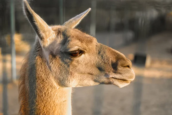 Primo Piano Del Lama Adulto Alpaca Sta Piedi Guarda Lontananza — Foto Stock