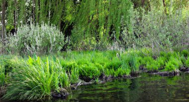 Güzel manzara. Gölün kıyısındaki ağaçlar, uzun otlar, sazlıklar, çalılar, su.