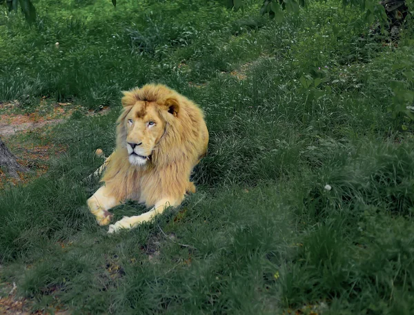 Lion Lies Green Grass Jungle Rests — Stock Photo, Image