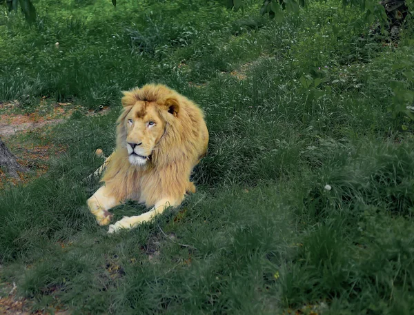 León Yace Sobre Hierba Verde Selva Descansa — Foto de Stock