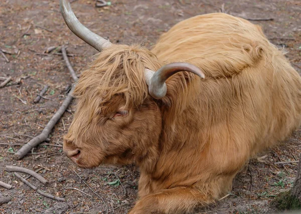 Highland Raza Vaca Escocesa Con Cuernos Largos Cabello Castaño Largo — Foto de Stock