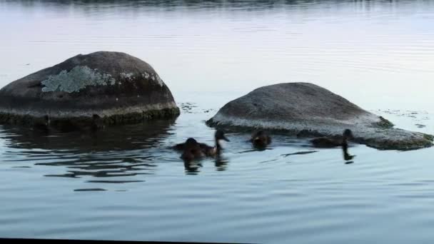Patitos Nadando Con Pato Madre Lago Cerca Grandes Piedras Redondas — Vídeos de Stock