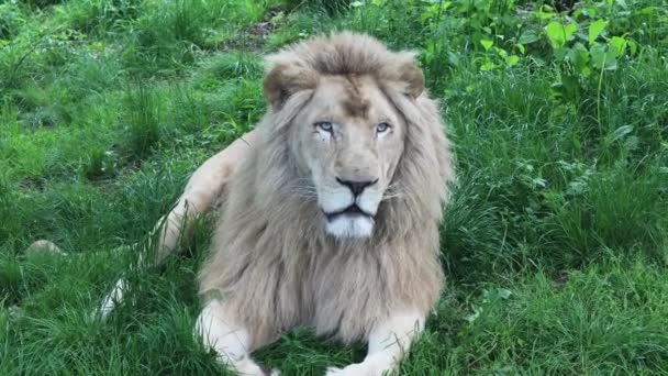 Lion Repose Sur Herbe Verte Regarde Autour Lui — Video