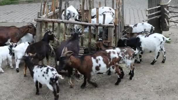 Troupeau Chèvres Est Nourri Foin Frais Provenant Une Mangeoire Bois — Video