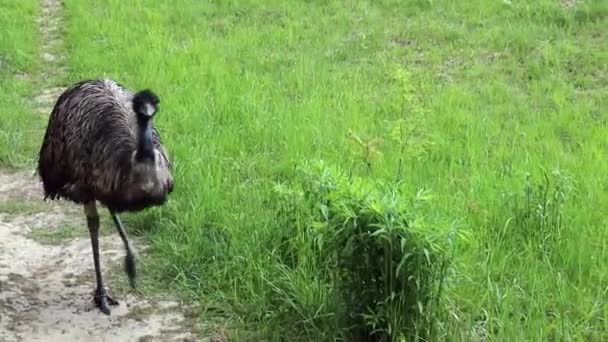 Rhea Nebo Nandu Pštros Blíží Podél Stezky Zelenou Trávou Pozadí — Stock video