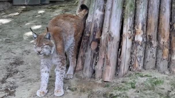 Lynx Fait Une Marque Sur Arbre Gauche — Video