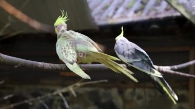 Beyaz bir Avustralyalı papağan Corella bir dala oturur ve tüyleri temizler.