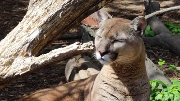 Puma Regarde Quelqu Allongé Sous Arbre Sec — Video