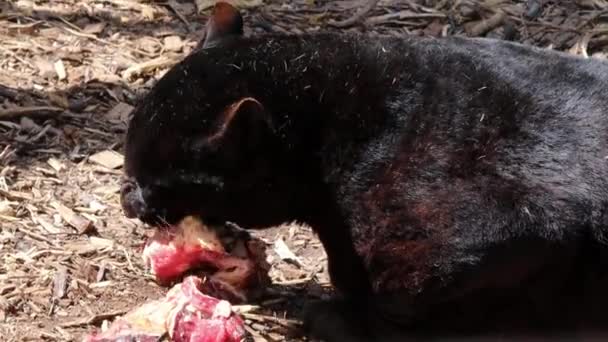 Чорна Пантера Годує Шматку Здобичі — стокове відео