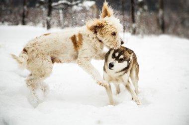Kışın kırma köpekler.