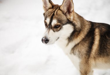Melez köpek kış