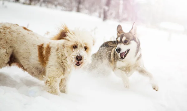 Mongrel honden in de winter — Stockfoto