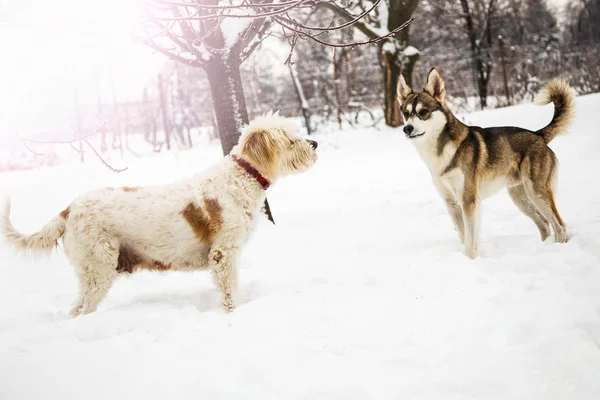 Psy kundle zimą — Zdjęcie stockowe