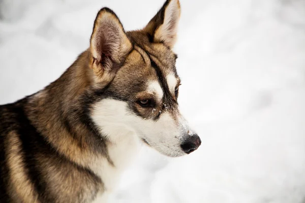 Kundel pies w zimie — Zdjęcie stockowe