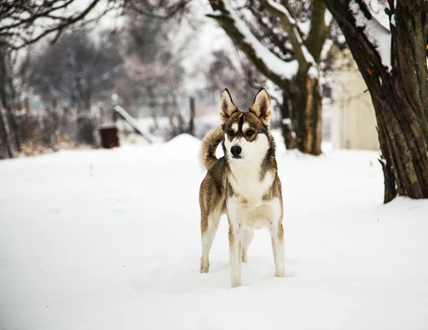 冬の雑種犬 — ストック写真