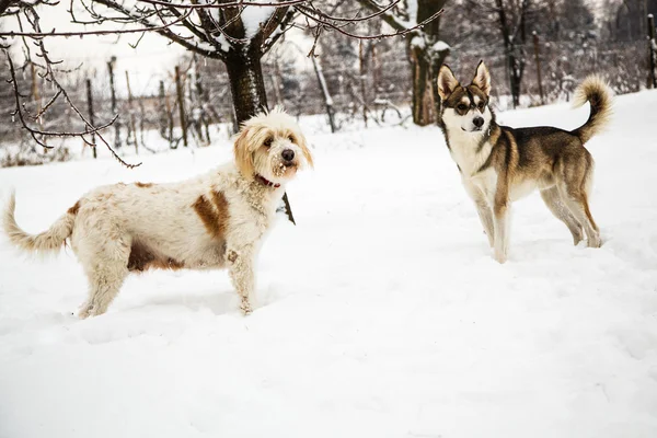 Mongrel honden in de winter — Stockfoto