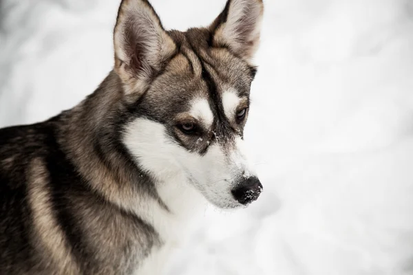 Melez köpek kış — Stok fotoğraf