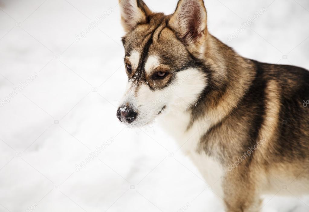 Mongrel dog in winter