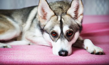 Sibirya husky evde soğutma