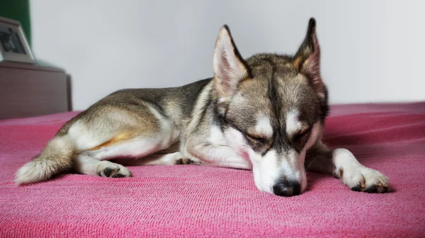 Sibirischer Husky chillt zu Hause — Stockfoto