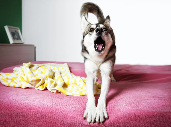 Siberian husky kylning på hemma — Stockfoto