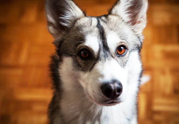 Retrato de cão — Fotografia de Stock