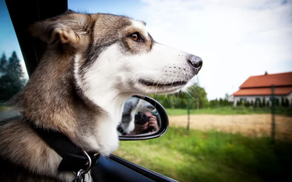 Vacances avec chien — Photo