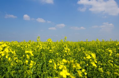 sarı çiçekler, ağaçlar, kolza yeşil çayır