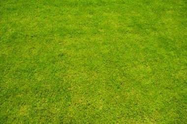 yeşil çim arka plan, çayır, alan, tahıl