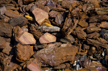 Dekoratif ağaç kabuğu için Bahçe, kabuk