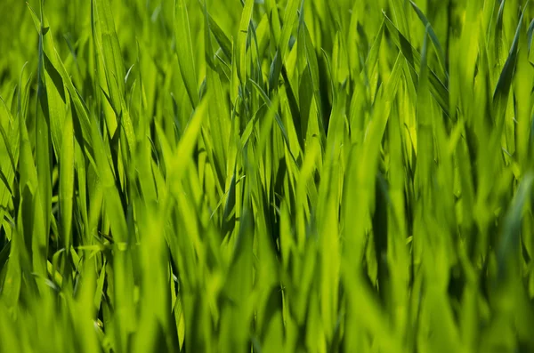 Pozadí zelené trávě, louka, pole, obilí — Stock fotografie