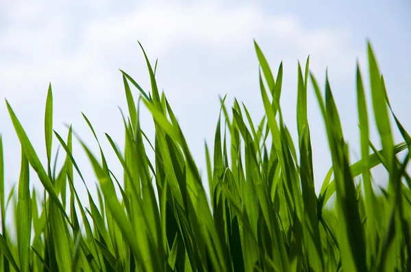 Green grass background,meadow,field,grain — Stock Photo, Image