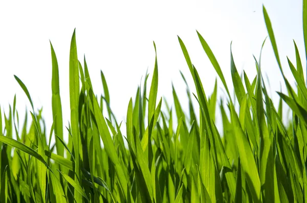 Green grass background,meadow,field,grain — Stock Photo, Image